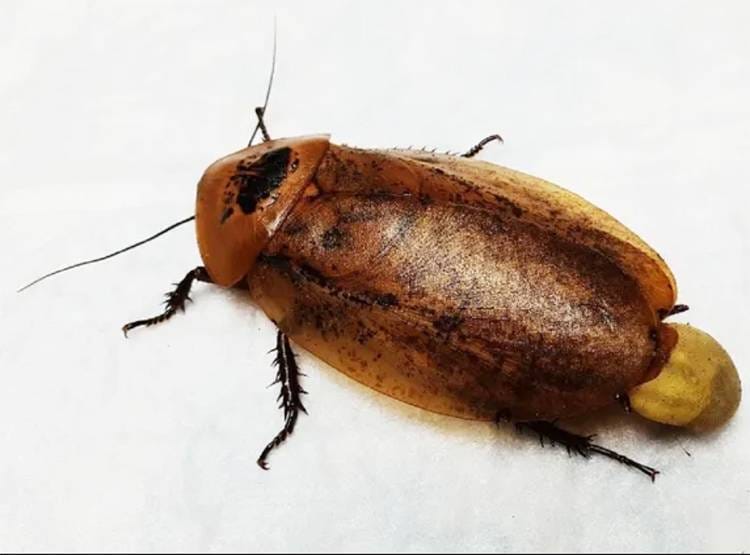 प्रेग्नेंट कॉक्रोच की सीजेरियन डिलीवरी से बचाई मां-बच्चों की जान