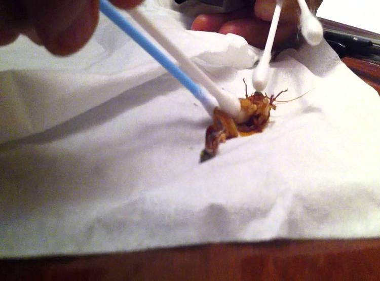 प्रेग्नेंट कॉक्रोच की सीजेरियन डिलीवरी से बचाई मां-बच्चों की जान