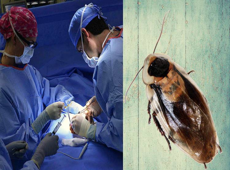 प्रेग्नेंट कॉक्रोच की सीजेरियन डिलीवरी से बचाई मां-बच्चों की जान