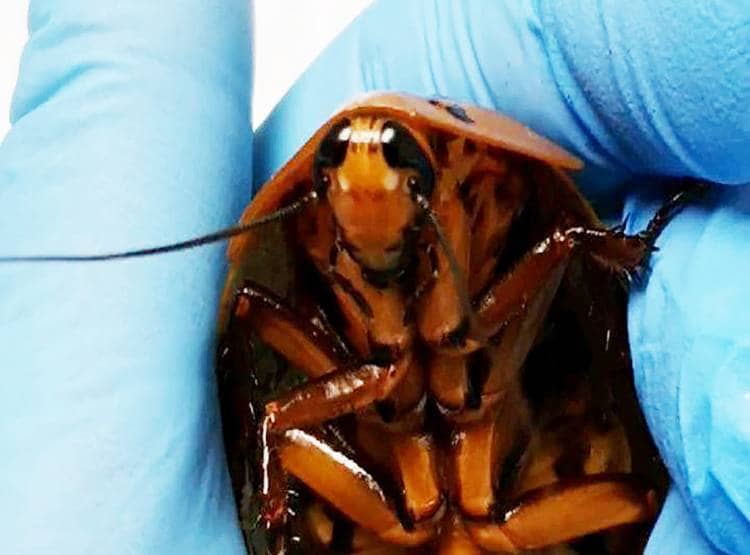 प्रेग्नेंट कॉक्रोच की सीजेरियन डिलीवरी से बचाई मां-बच्चों की जान