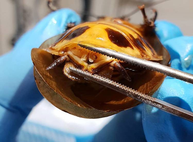 प्रेग्नेंट कॉक्रोच की सीजेरियन डिलीवरी से बचाई मां-बच्चों की जान