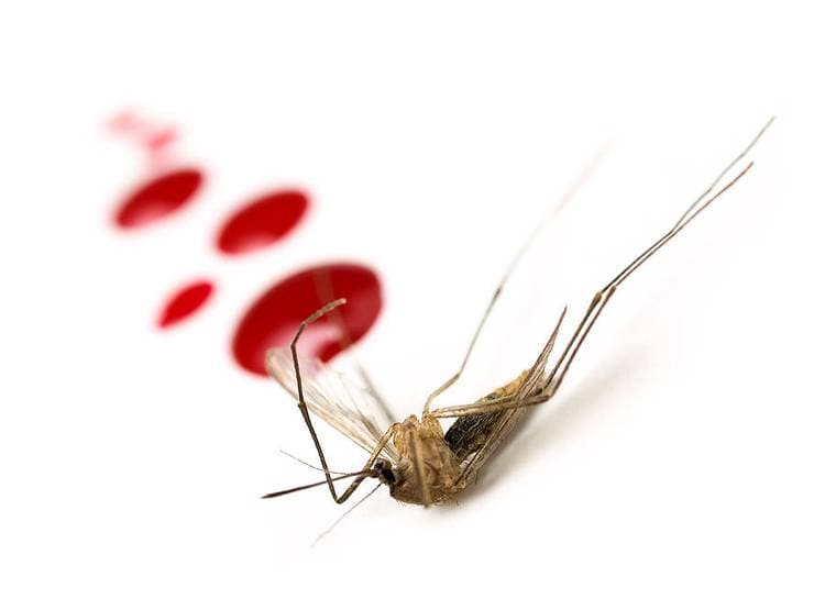 इतनी जहरीली गैस छोड़ता है ये आदमी कि मर जाते हैं मच्छर!