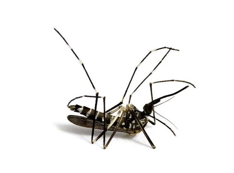 इतनी जहरीली गैस छोड़ता है ये आदमी कि मर जाते हैं मच्छर!