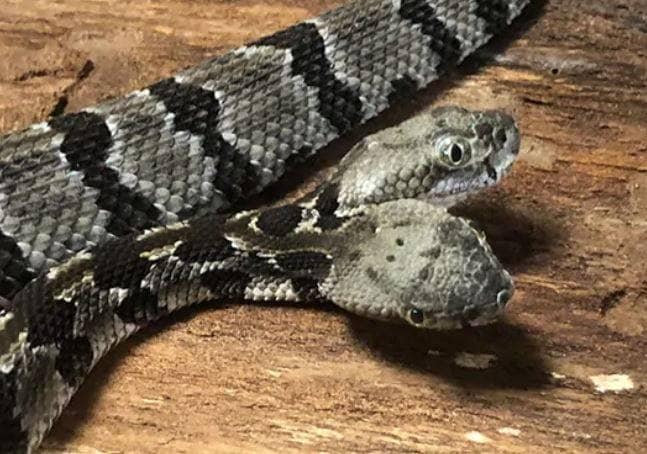 दो मुंह वाला सांप देखकर डरे लोग, चमत्कार बताकर पिलाने लगे दूध