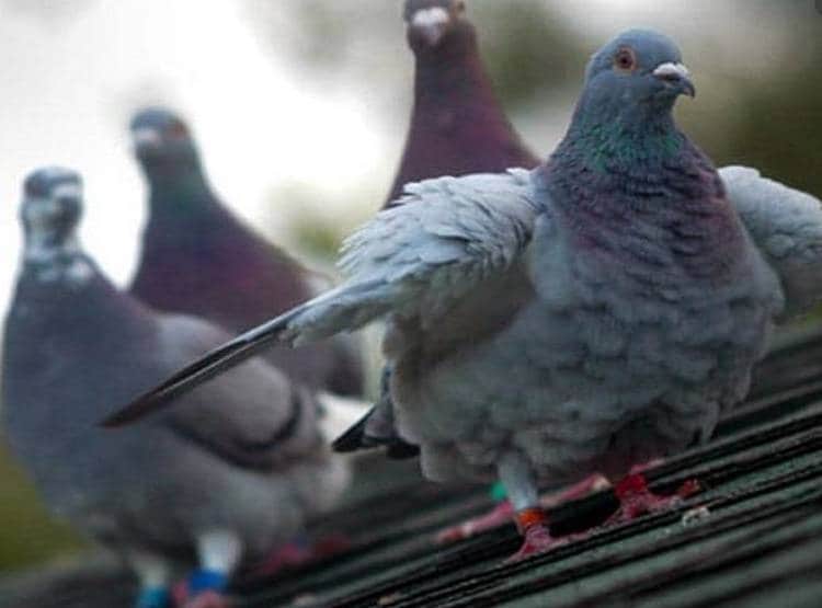 अब कबूतरों के 'भारत प्रेम' से पाकिस्तानी हुए बेचैन