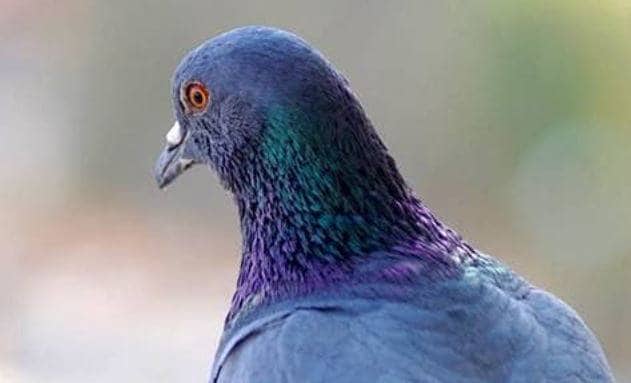 अब कबूतरों के 'भारत प्रेम' से पाकिस्तानी हुए बेचैन