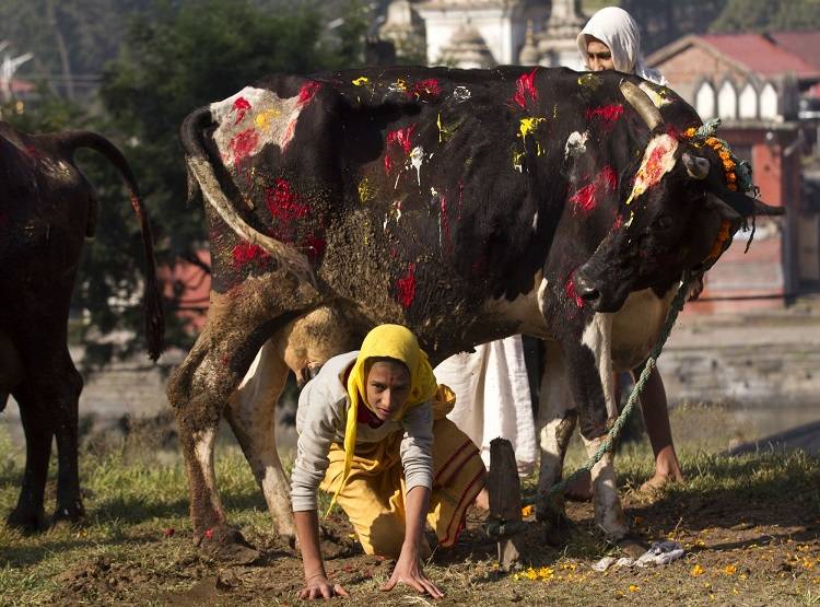 आस्था के आगे झुका कानून, नेपाल के मेले में 30 हजार जानवरों की बलि