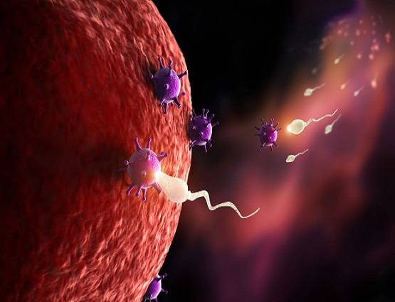 फर्टिलाइज्ड एग की हुई 'मौत' तो करना होगा अंतिम संस्कार, पेश हुआ बिल