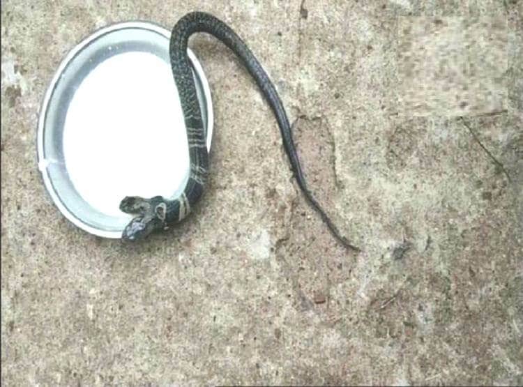 दो मुंह वाला सांप देखकर डरे लोग, चमत्कार बताकर पिलाने लगे दूध