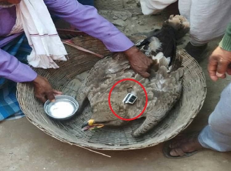 पक्षी के पीठ पर लगी मिली ये सीक्रेट चीज, पुलिस के भी उड़े होश