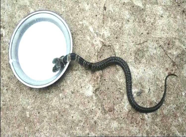 दो मुंह वाला सांप देखकर डरे लोग, चमत्कार बताकर पिलाने लगे दूध