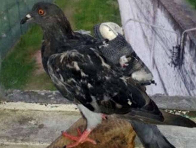 अब कबूतरों के 'भारत प्रेम' से पाकिस्तानी हुए बेचैन