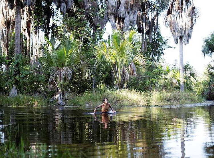 नई रिपोर्ट में खुलासा - भारत के इस राज्य में बढ़ा जंगल, यहां हुए कम