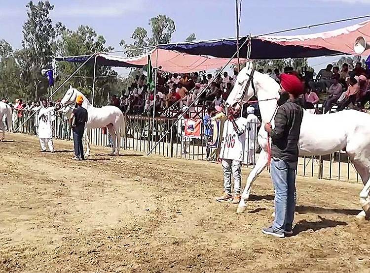 इस घोड़े की कीमत 10 करोड़, दौड़ता है एक्सप्रेस ट्रेन से भी 'तेज'
