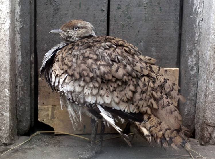 2 करोड़ के लिए खाड़ी देशों के अमीरों के आगे इमरान ने टेके घुटने, किया ये सौदा