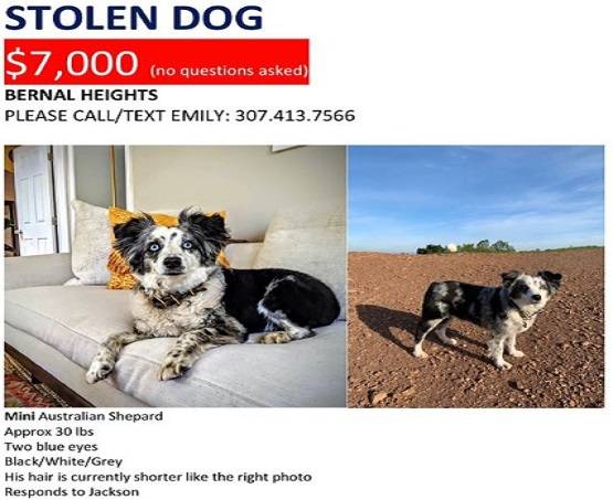 महिला ने कुत्ता खोजने के लिए बुक किया प्लेन, रखा 5 लाख का इनाम