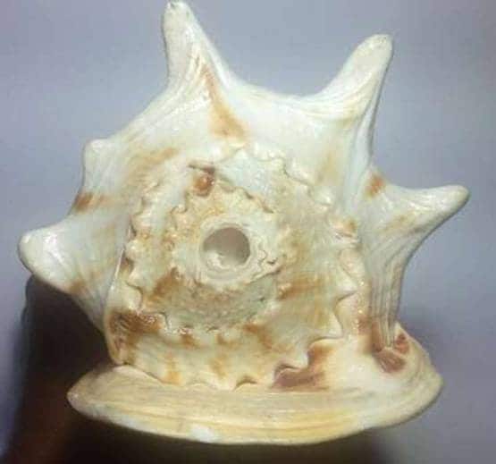 नए साल के आने से पहले घर ले आइए ये 10 चीजें, 2020 में होगा मंगल ही मंगल