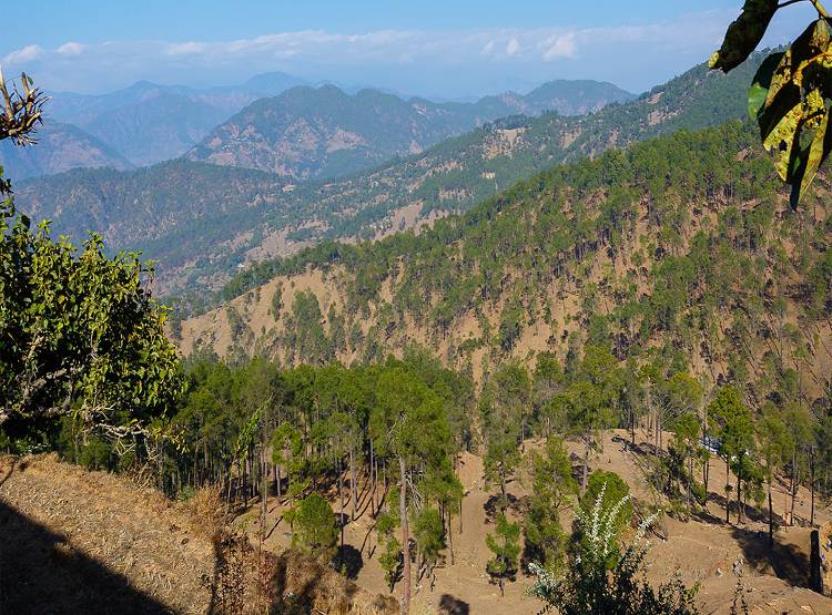 नई रिपोर्ट में खुलासा - भारत के इस राज्य में बढ़ा जंगल, यहां हुए कम