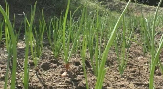 प्याज ने आपको रुलाया और इस शख्स को करोड़पति बनाया