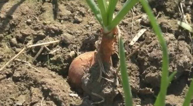 प्याज ने आपको रुलाया और इस शख्स को करोड़पति बनाया