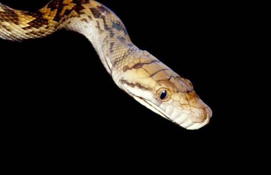 बच्चे को घसीटकर ले जाने लगा अजगर, कई बार किया अटैक