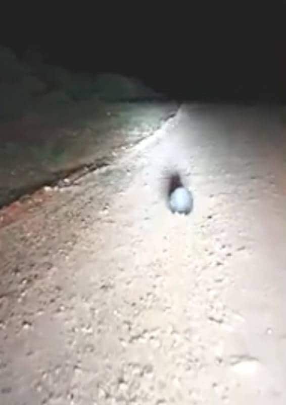 छोटे से जीव की हत्या कर हंसने लगा पुलिस अफसर, बर्खास्त करने की मांग