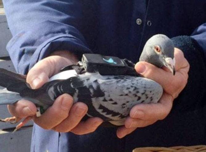 अब कबूतरों के 'भारत प्रेम' से पाकिस्तानी हुए बेचैन