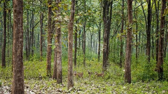 नई रिपोर्ट में खुलासा - भारत के इस राज्य में बढ़ा जंगल, यहां हुए कम