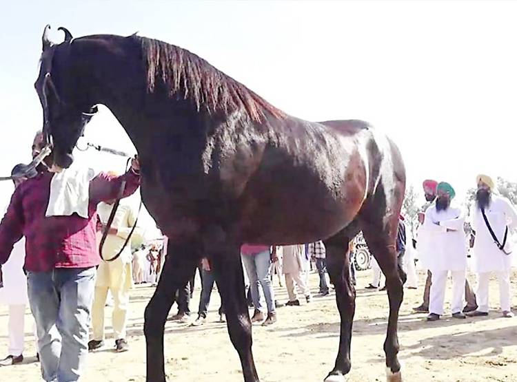 इस घोड़े की कीमत 10 करोड़, दौड़ता है एक्सप्रेस ट्रेन से भी 'तेज'