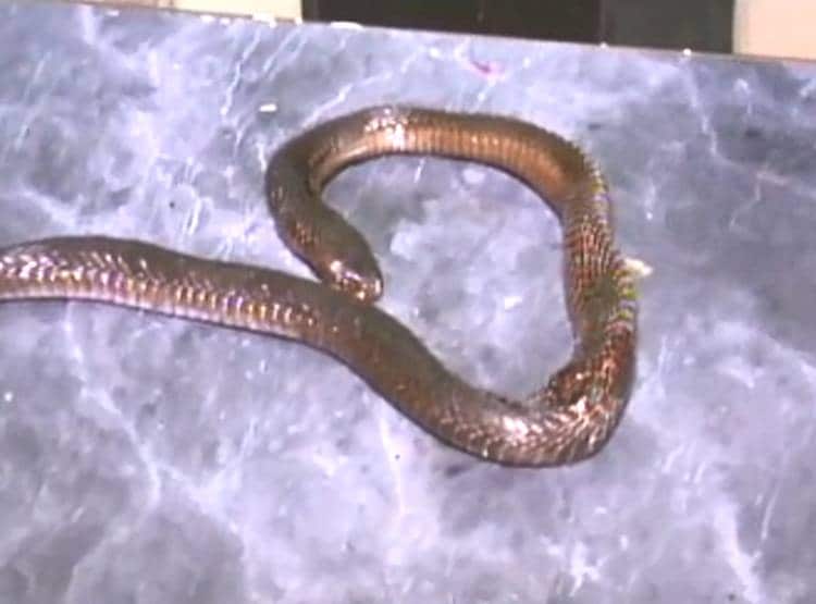 च‍िमटी से सांप को पकड़कर मृत पत्नी को कटवाया, शात‍िर पत‍ि की थी ये चाल