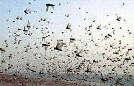 PAK के इस 'आतंक' से परेशान भारत के किसान, बनाए गए पंडाल