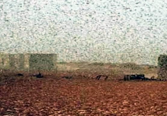 PAK के इस 'आतंक' से परेशान भारत के किसान, बनाए गए पंडाल