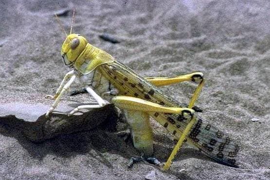 PAK के इस 'आतंक' से परेशान भारत के किसान, बनाए गए पंडाल