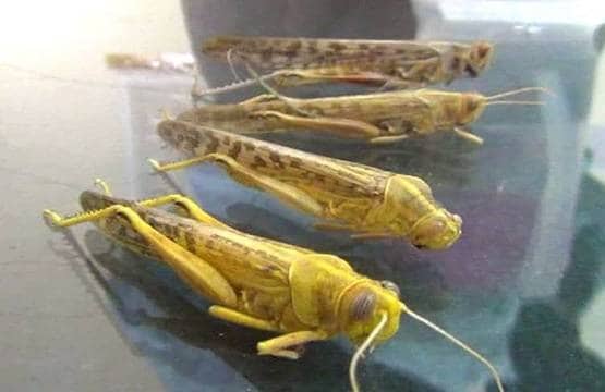 PAK के इस 'आतंक' से परेशान भारत के किसान, बनाए गए पंडाल