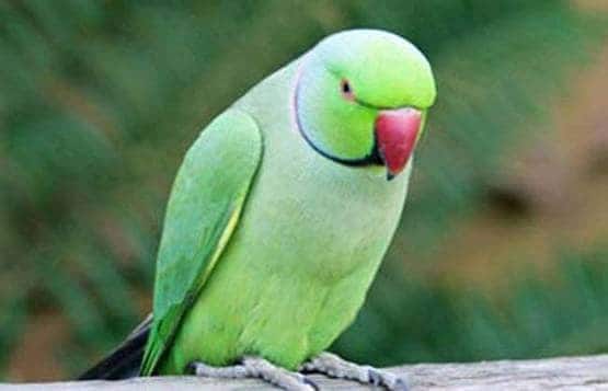 नए साल के आने से पहले घर ले आइए ये 10 चीजें, 2020 में होगा मंगल ही मंगल