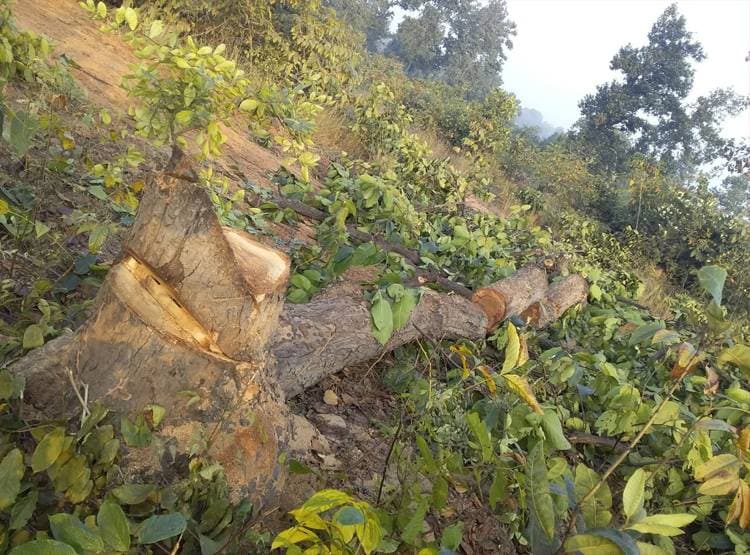 कोयला प्रोजेक्ट के लिए पुलिस ने जंगल को घेरा, काटे गए 40 हजार पेड़