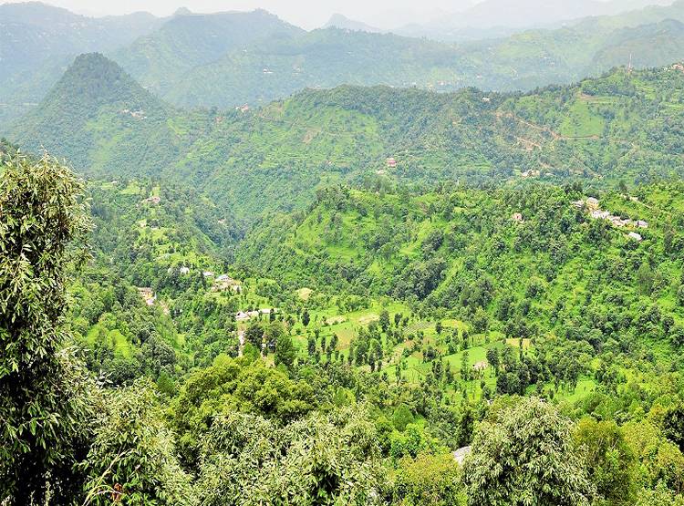 नई रिपोर्ट में खुलासा - भारत के इस राज्य में बढ़ा जंगल, यहां हुए कम