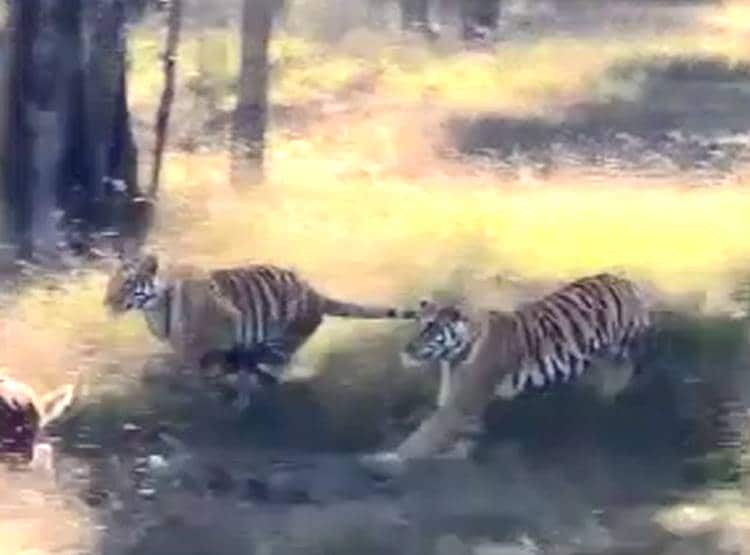 ह‍िरण का श‍िकार करते दिखे Tigers, 4 बाघ सामने देख कांपे Tourist