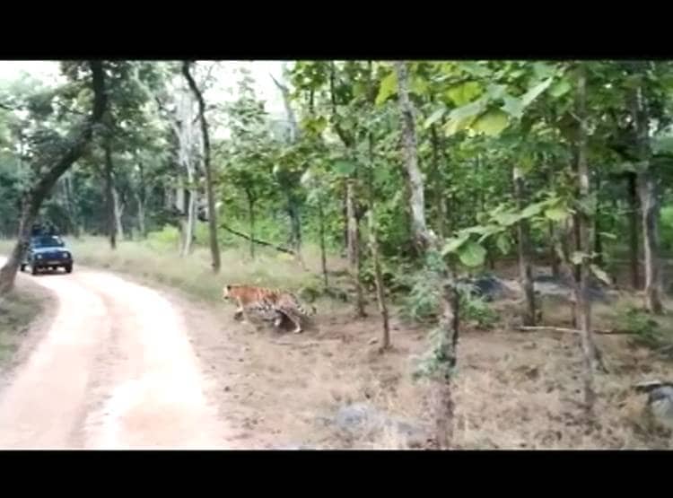 ह‍िरण का श‍िकार करते दिखे Tigers, 4 बाघ सामने देख कांपे Tourist