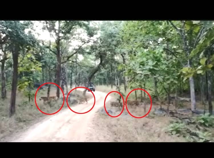 ह‍िरण का श‍िकार करते दिखे Tigers, 4 बाघ सामने देख कांपे Tourist