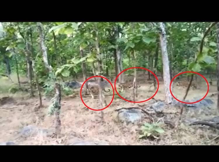 ह‍िरण का श‍िकार करते दिखे Tigers, 4 बाघ सामने देख कांपे Tourist