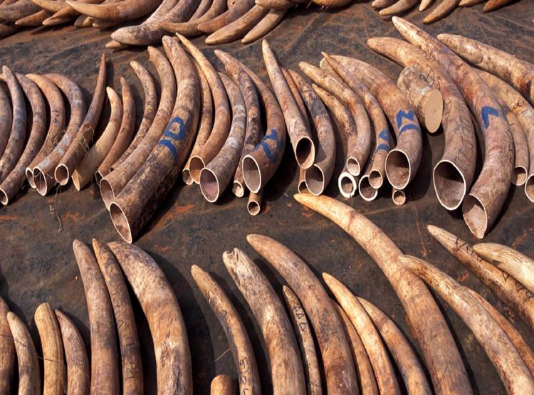 इस IPS ने किया था वीरप्पन का एनकाउंटर, शाह ने दी बड़ी जिम्मेदारी