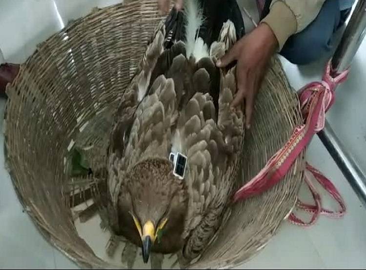 पक्षी के पीठ पर लगी मिली ये सीक्रेट चीज, पुलिस के भी उड़े होश