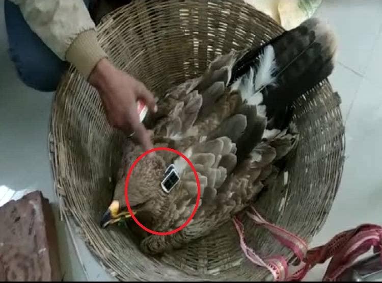 पक्षी के पीठ पर लगी मिली ये सीक्रेट चीज, पुलिस के भी उड़े होश