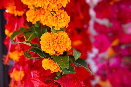 प्री-वेडिंग फोटोशूट में कपल ने किया CAA-NRC का विरोध, तस्वीरें वायरल