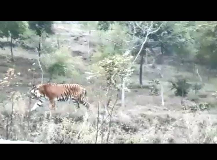 बाघ ने क‍िया बाघिन 'दाम‍िनी' पर हमला, गर्दन तोड़ कर ली जान