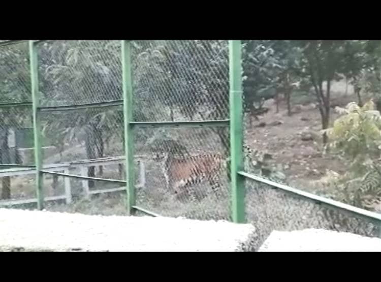 बाघ ने क‍िया बाघिन 'दाम‍िनी' पर हमला, गर्दन तोड़ कर ली जान