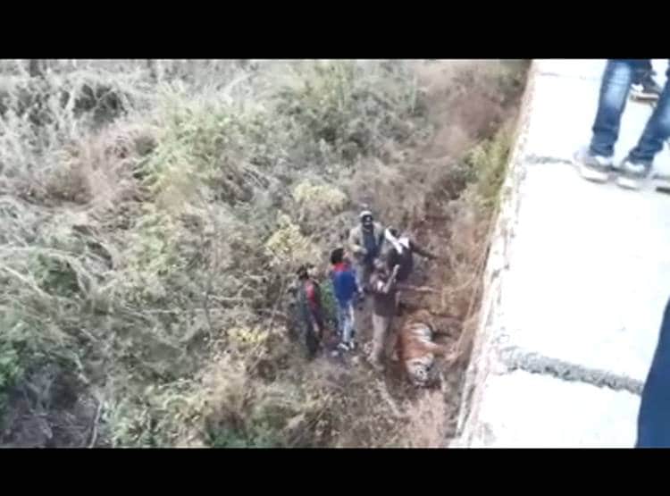 बाघ ने क‍िया बाघिन 'दाम‍िनी' पर हमला, गर्दन तोड़ कर ली जान