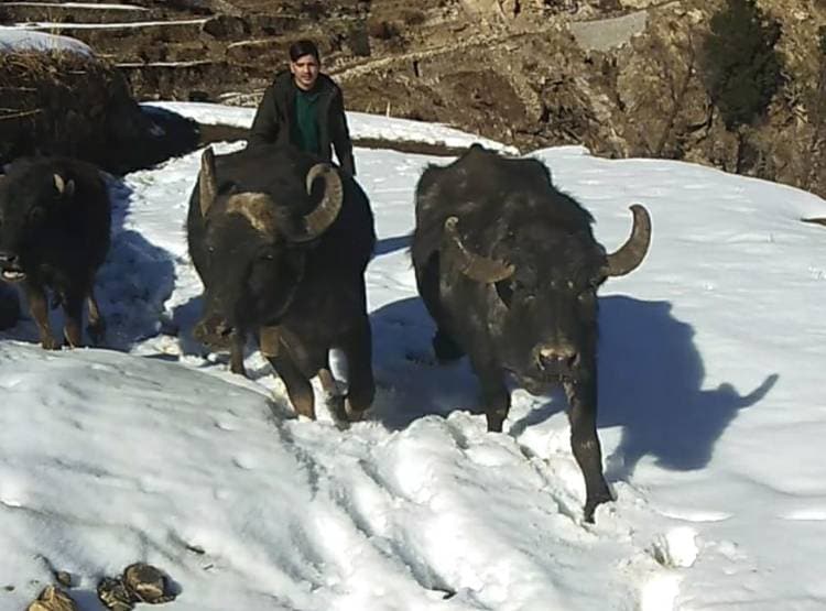 भारी बर्फबारी से अपने ही घरों में कैद लोग, सीढ़ीनुमा खेत बर्फ से हुए सफेद