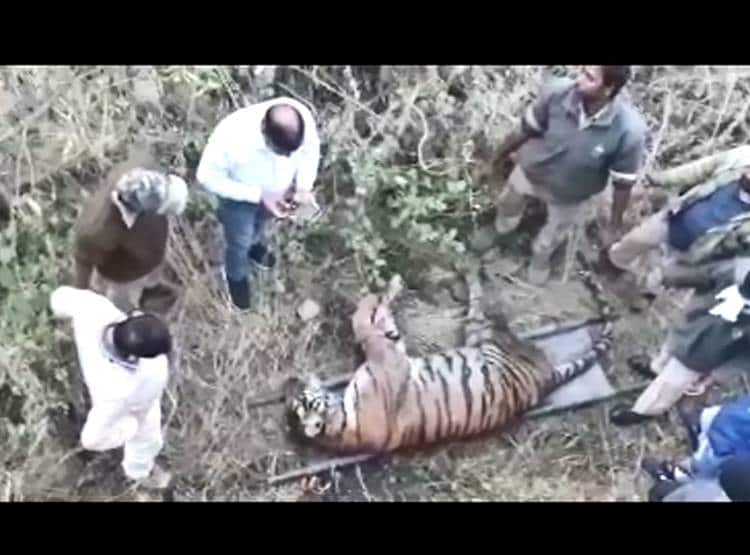 बाघ ने क‍िया बाघिन 'दाम‍िनी' पर हमला, गर्दन तोड़ कर ली जान